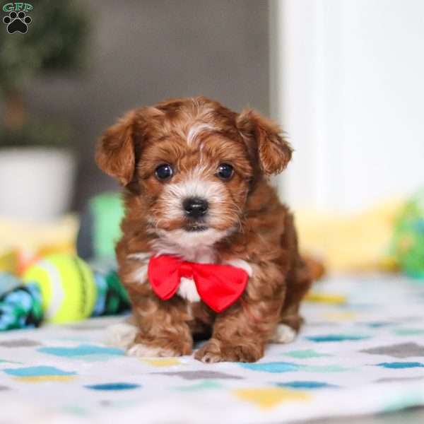 Mason, Yorkie Poo Puppy
